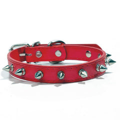 Pet With Multicolor Dog Collar