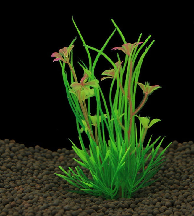 Plant Aquarium