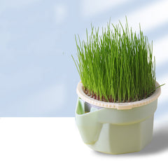 Cat grass cup