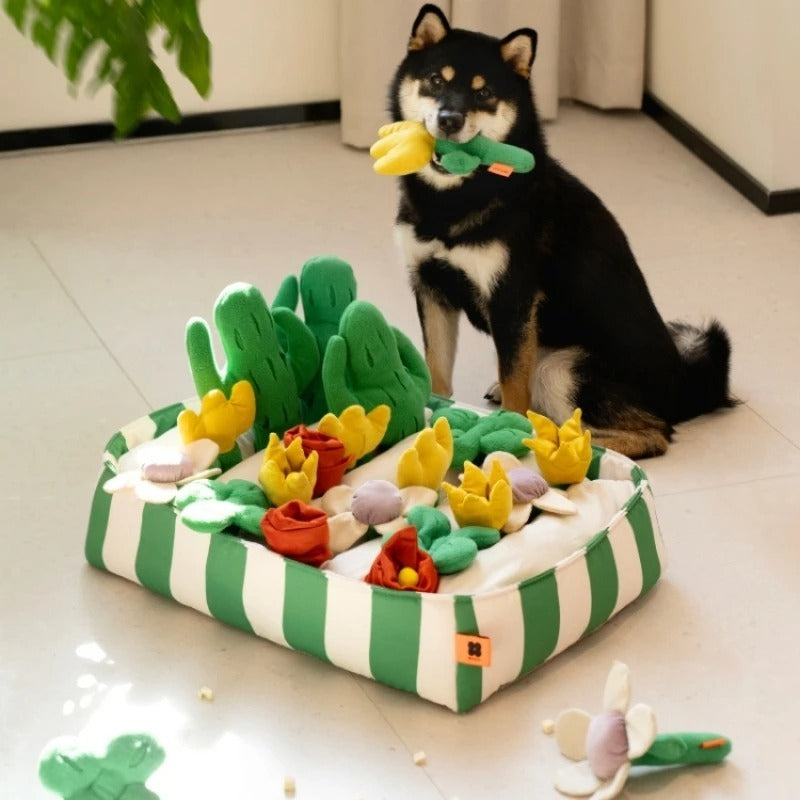 A set of games and toys for pets