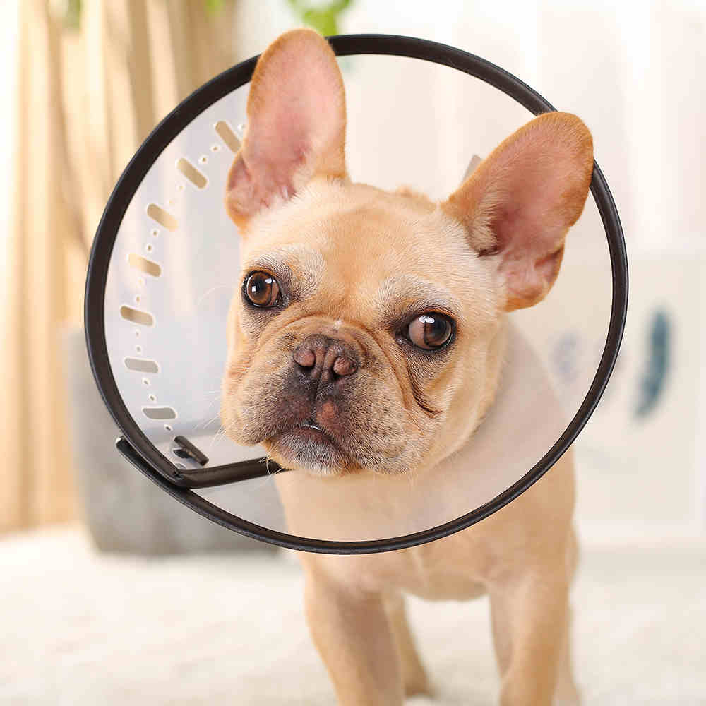 Anti-licking And Biting Dog Collar