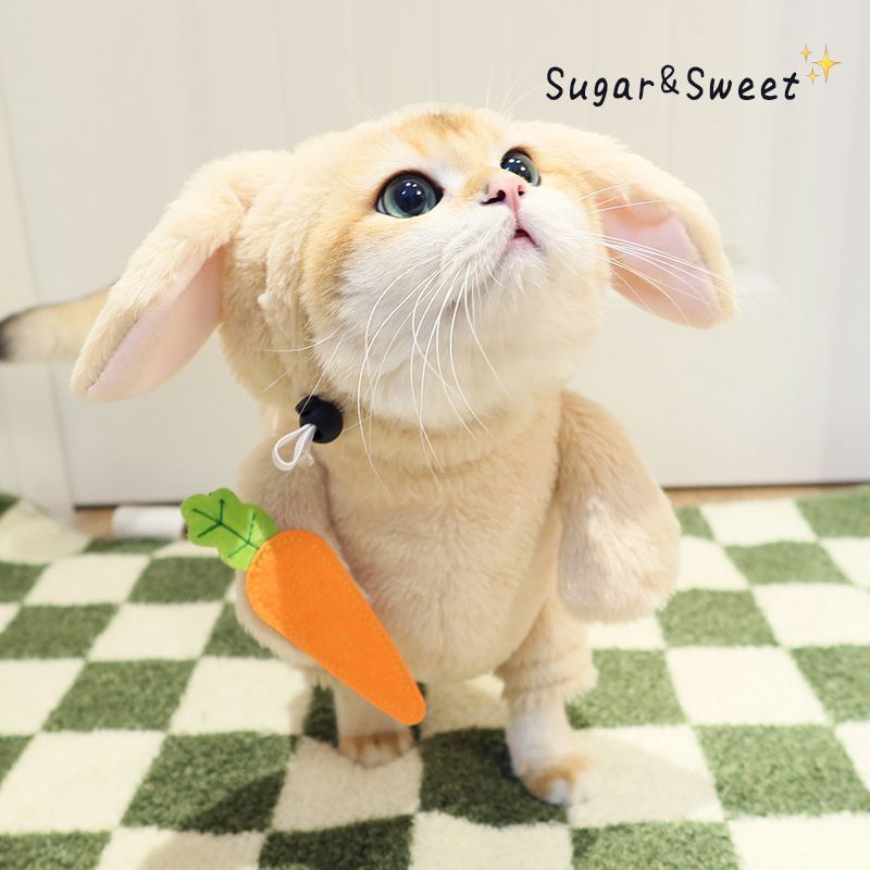 Cat Costume Rabbit