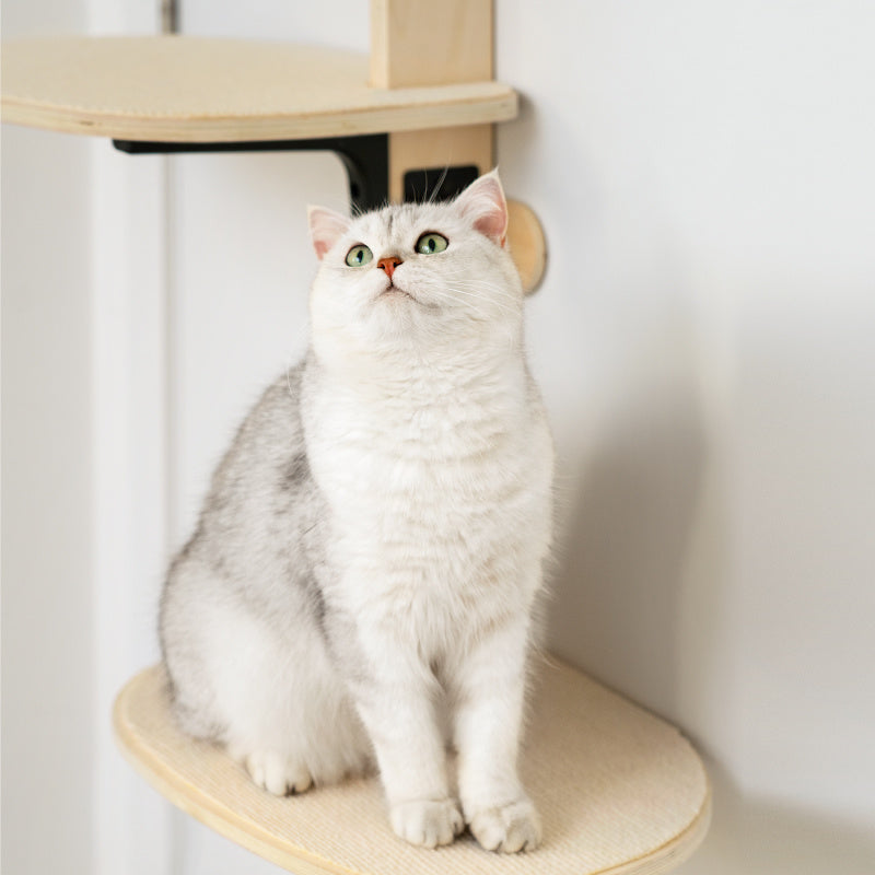 Board Pet Climbing Frame