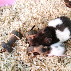 Hamster tunnel toy